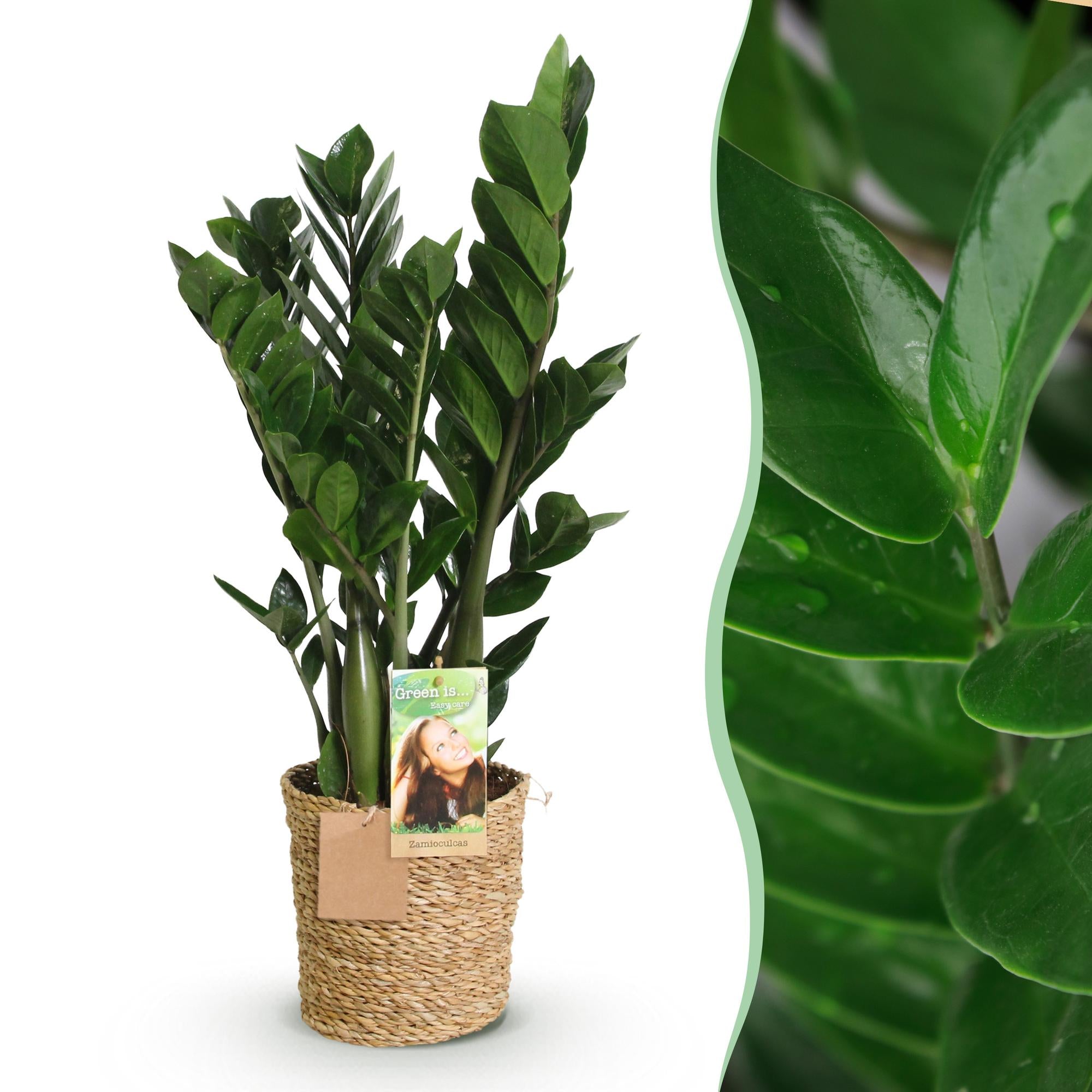 Green is... Kamerplanten - Zamioculcas - ZZ-plant - Weinig onderhoud - met mand - Groen - 1 Plant - Pot 17cm - Hoogte 65-75cm