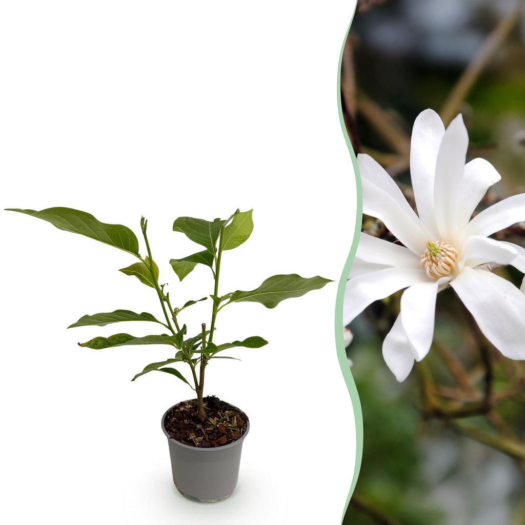 Tuinplant - Magnolia stellata - Bloem Wit - 1 Plant - Bladverliezend - Weinig Onderhoud - Pot 12cm Hoogte 30cm