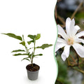 Tuinplant - Magnolia stellata - Bloem Wit - 1 Plant - Bladverliezend - Weinig Onderhoud - Pot 12cm Hoogte 30cm