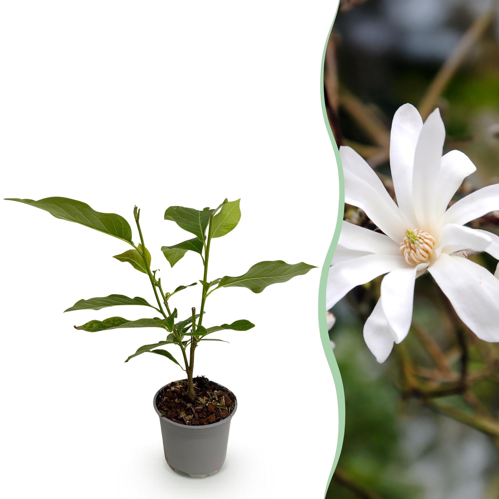 Tuinplant - Magnolia stellata - Bloem Wit - 1 Plant - Bladverliezend - Weinig Onderhoud - Pot 12cm Hoogte 30cm