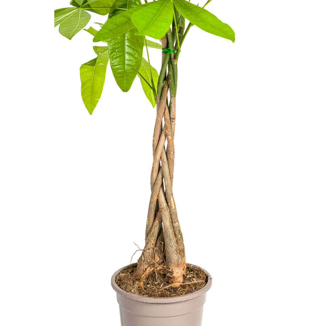 Pachira Aquatica Ø19cm - ↕70 - 90cm