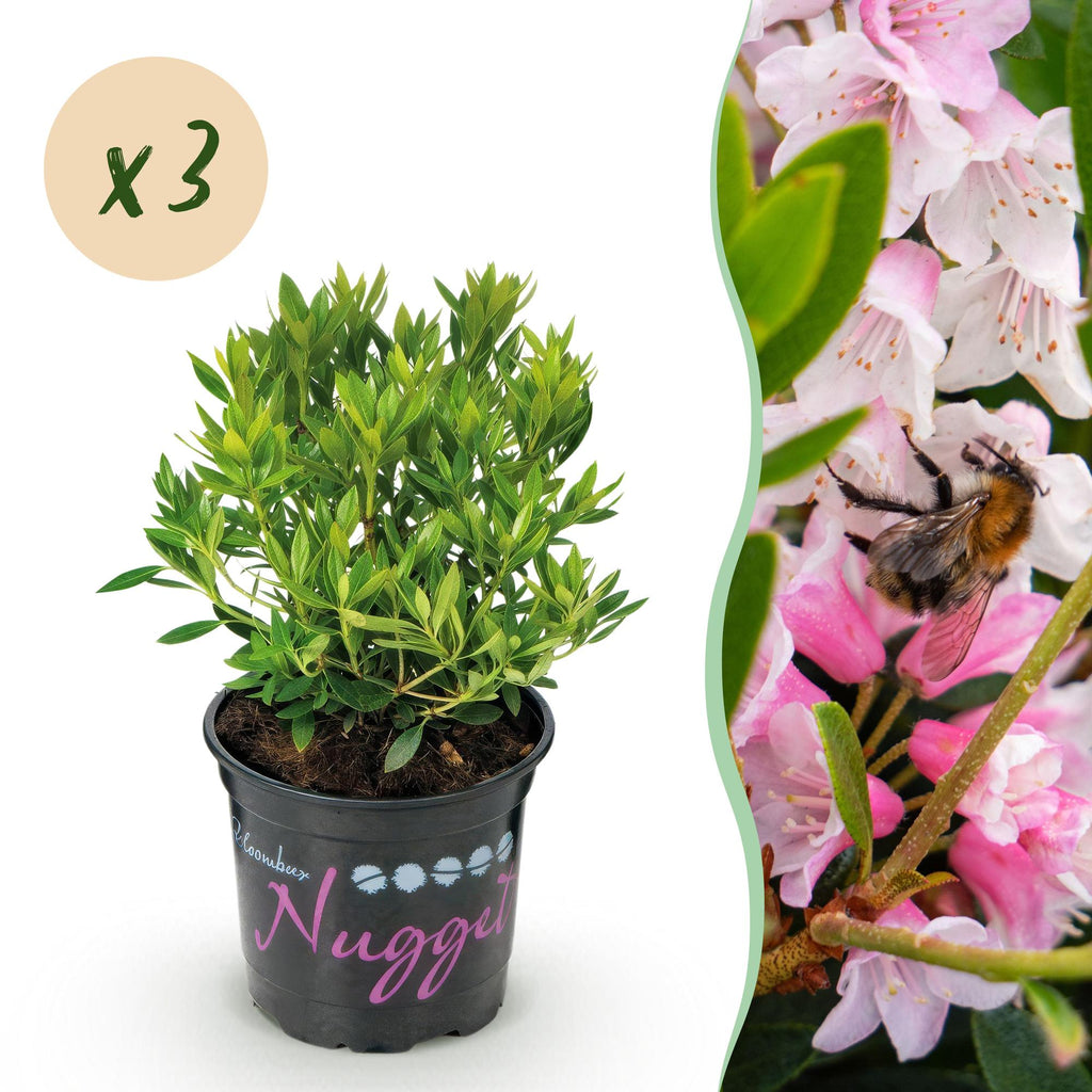 Dwerg Rhododendron - Rhododendron Bloombux Light Pink - Bloeiende Buxus - Weinig Onderhoud - Licht Roze Bloem - 3 Planten - Pot 10,5cm - Hoogte 20-25cm