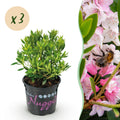 Dwerg Rhododendron - Rhododendron Bloombux Light Pink - Bloeiende Buxus - Weinig Onderhoud - Licht Roze Bloem - 3 Planten - Pot 10,5cm - Hoogte 20-25cm