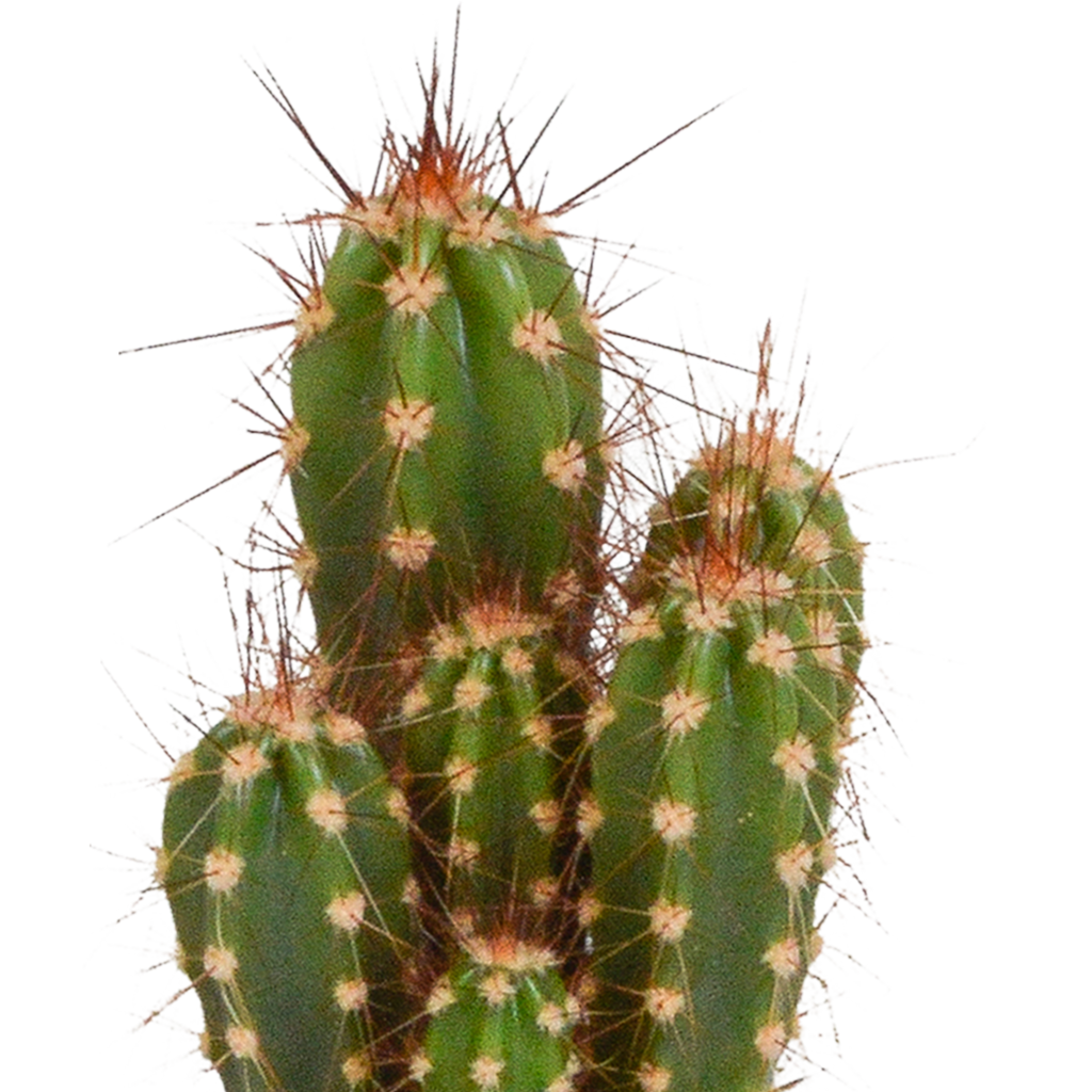 Cactus en vetplanten mix 5.5 cm | 15 stuks - zonder pot