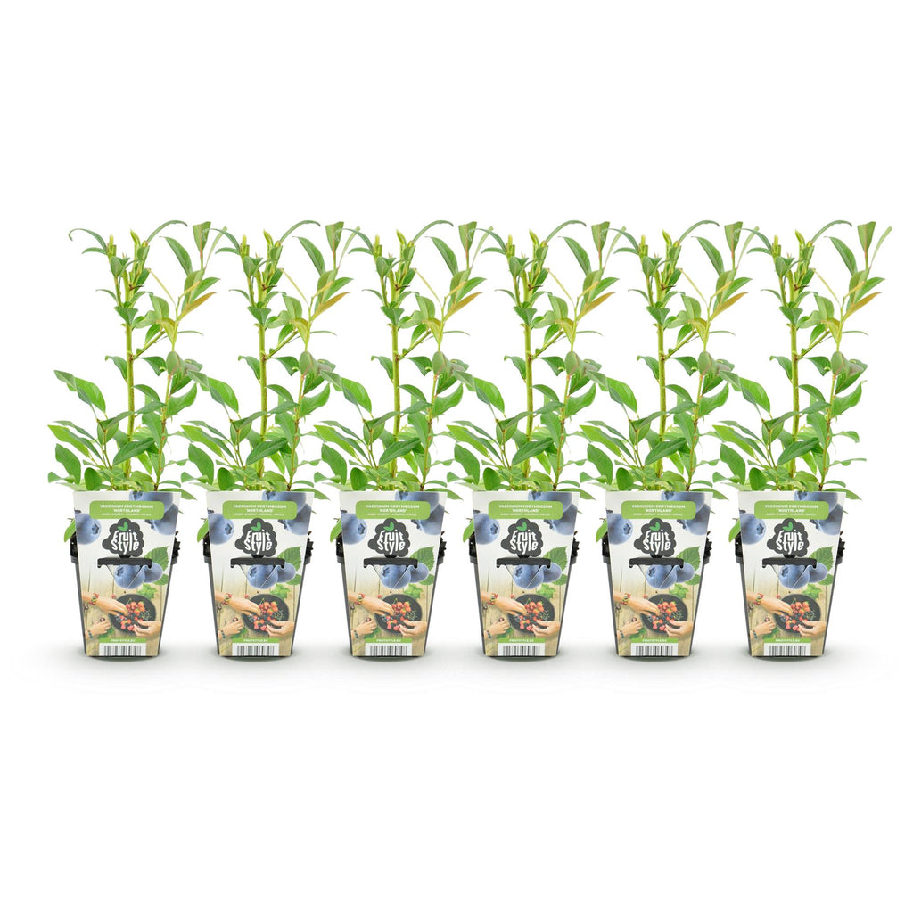Fruitplanten - Blauwe Bes - Vaccinium corymbossum Northland - Winterhard - 6 Planten - Pot 9 cm - Blauwe Bes