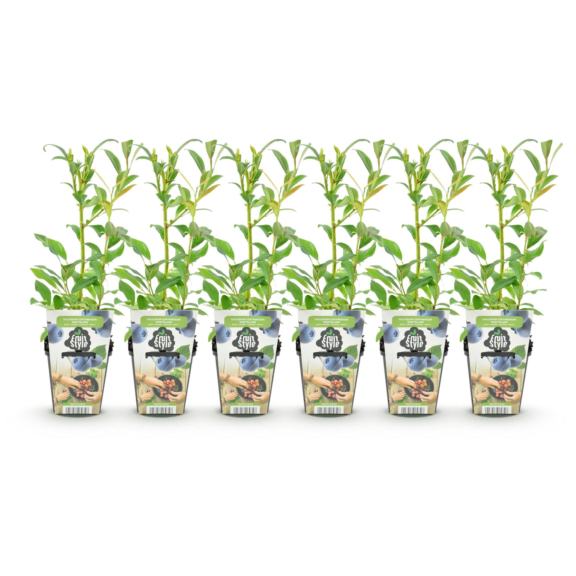 Fruitplanten - Blauwe Bes - Vaccinium corymbossum Northland - Winterhard - 6 Planten - Pot 9 cm - Blauwe Bes