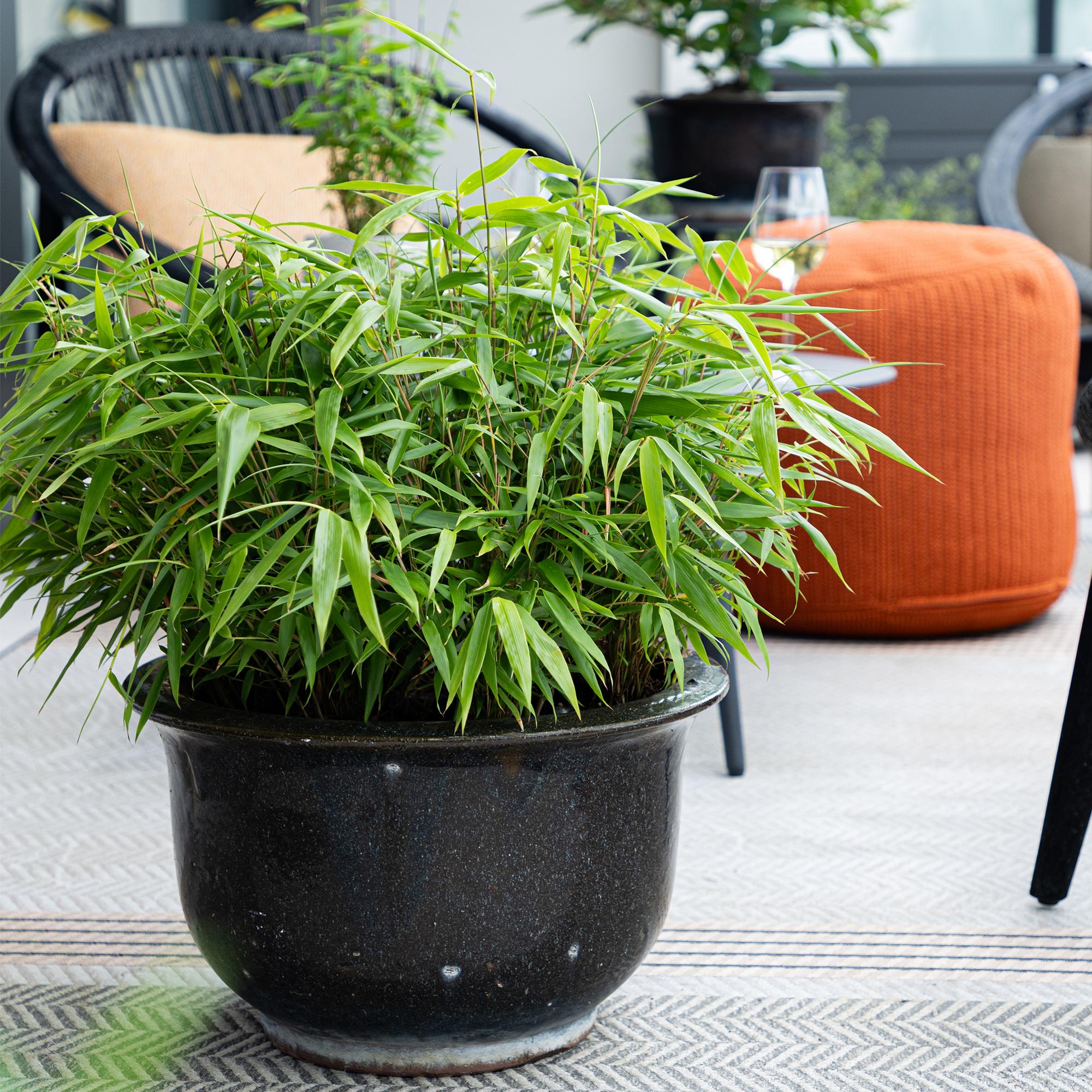 Bamboe - Fargesia Rufa - Bladhoudend - Niet Woekerend - Groen - 12 Planten - Pot 14cm - Hoogte 35cm