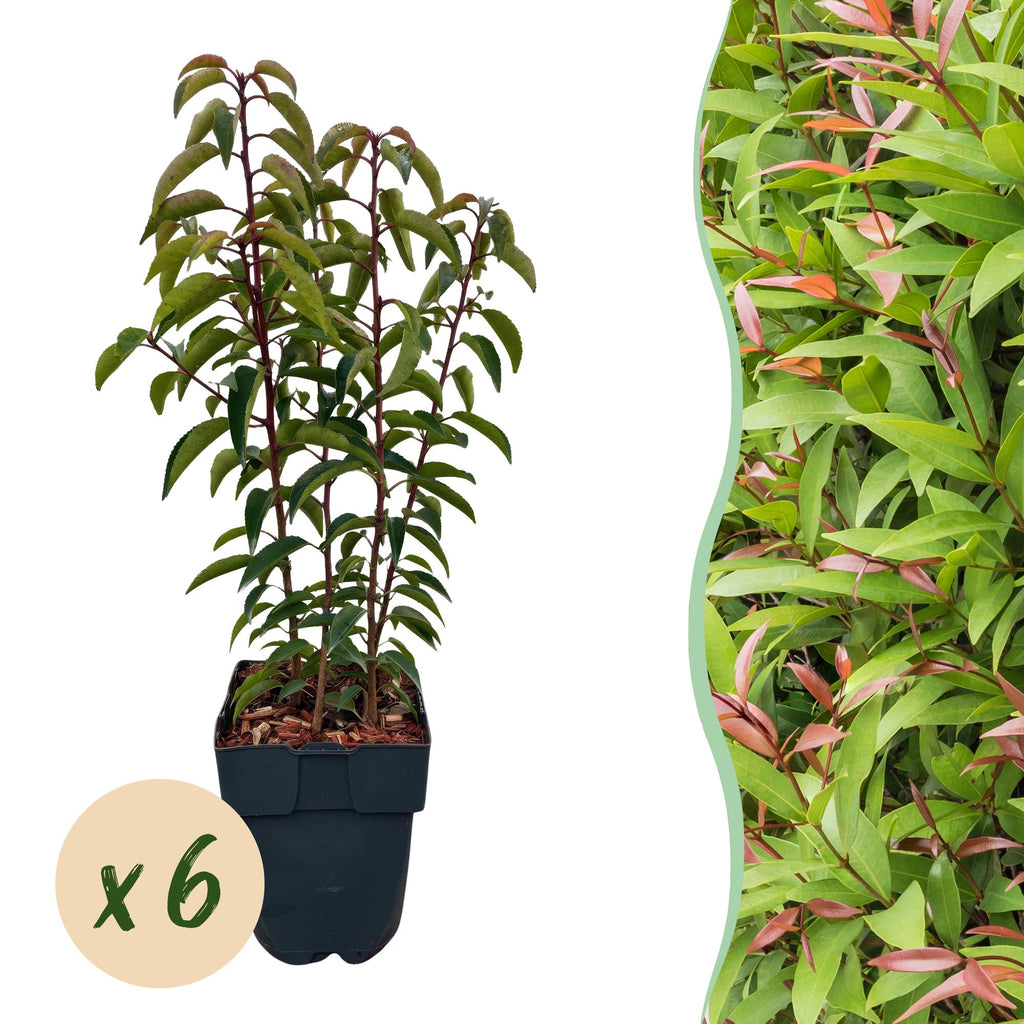 Haagplanten - Prunus lusitanica Angustifolia - blad groen - 6 planten - 1 strekkende meter - groenblijvend - pot 17cm hoogte 50cm