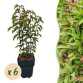 Haagplanten - Prunus lusitanica Angustifolia - blad groen - 6 planten - 1 strekkende meter - groenblijvend - pot 17cm hoogte 50cm