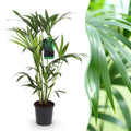 Kamerplant - Howea Forsteriana - Kentia Palm - Weinig Onderhoud - Groen - 1 plant - Pot 19cm - Hoogte 80-85cm
