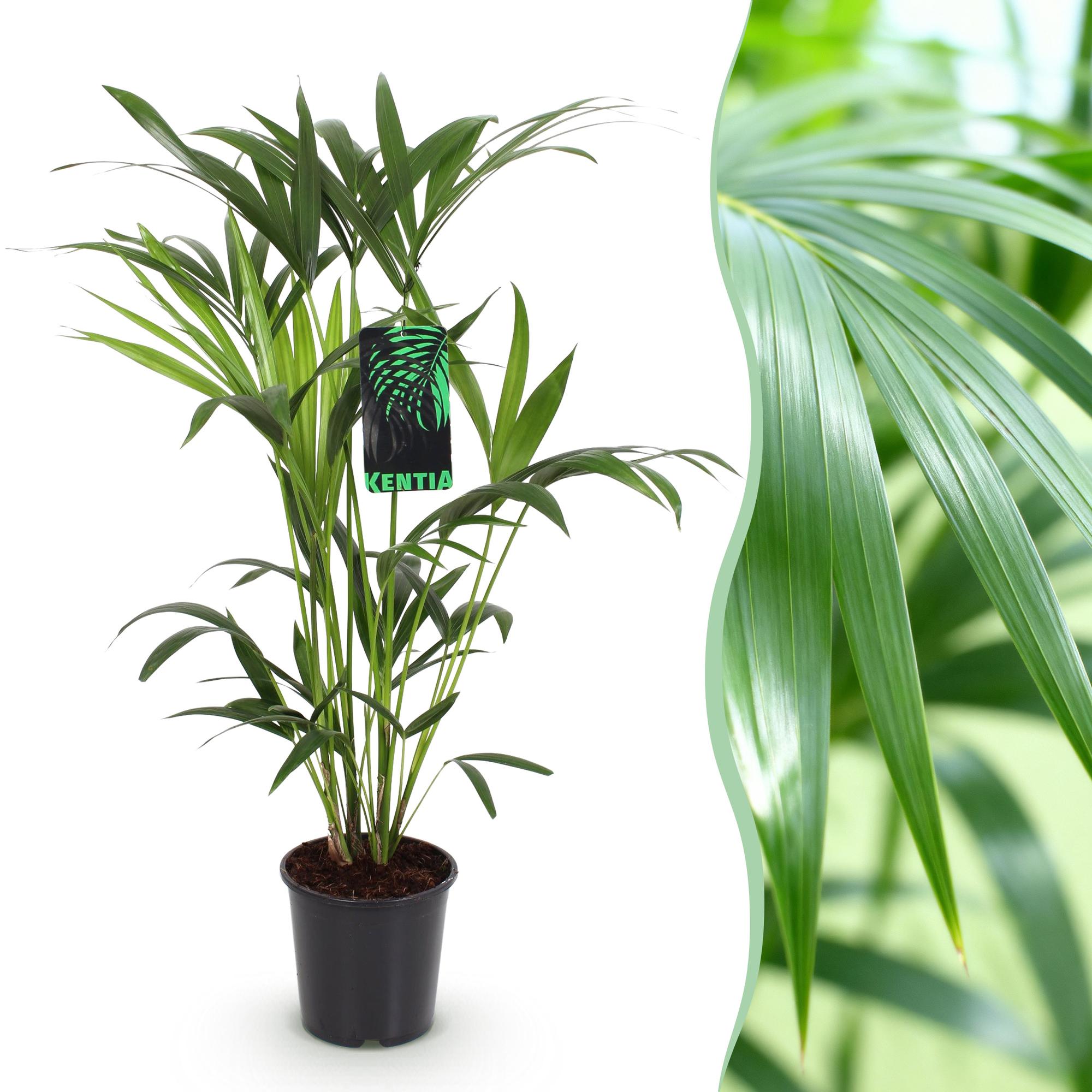 Kamerplant - Howea Forsteriana - Kentia Palm - Weinig Onderhoud - Groen - 1 plant - Pot 19cm - Hoogte 80-85cm
