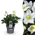 Tuinplant - Kerstroos - Helleborus Christmas Carol  - Witte Bloem -1 Plant - Groenblijvend - Pot 14cm Hoogte 30cm