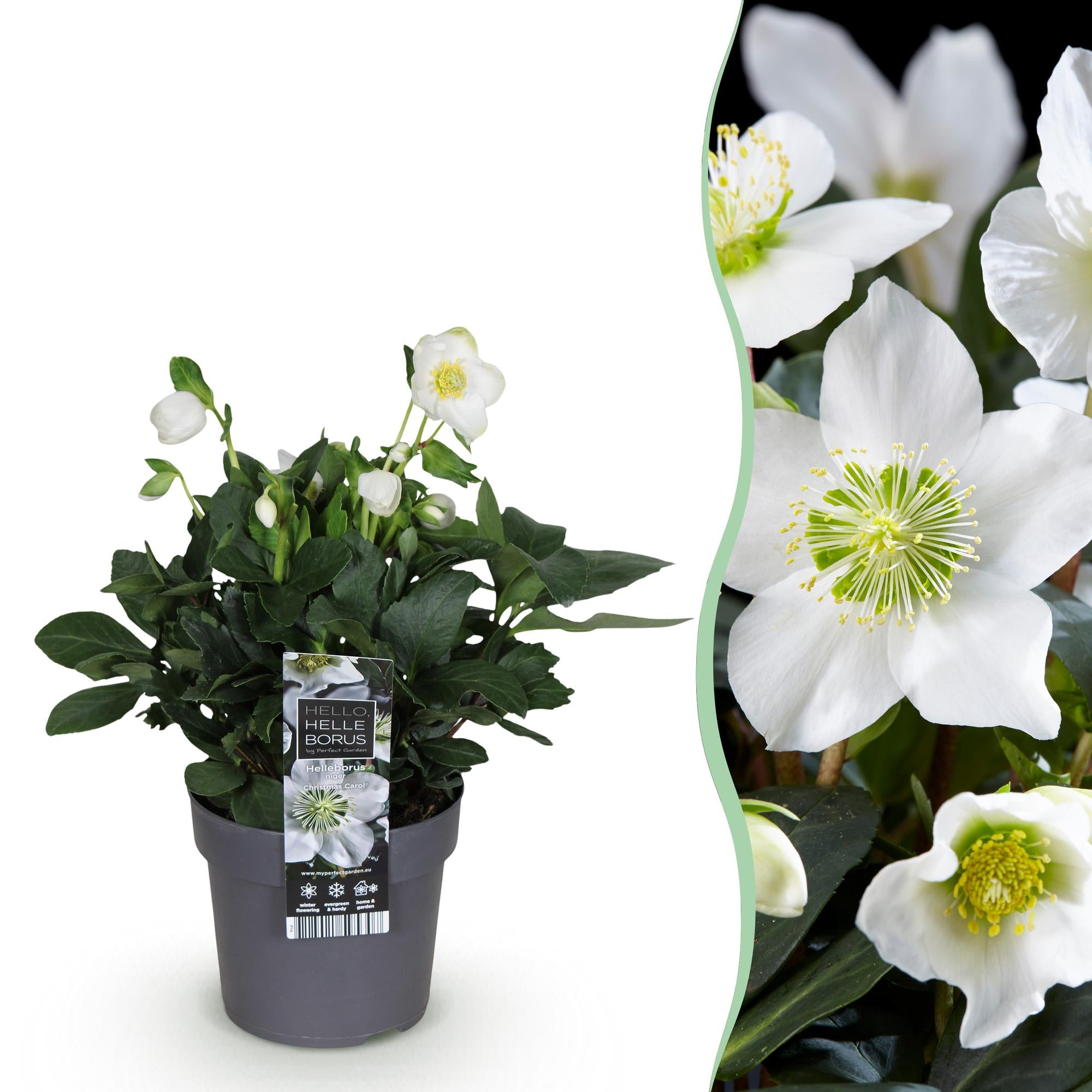 Tuinplant - Kerstroos - Helleborus Christmas Carol  - Witte Bloem -1 Plant - Groenblijvend - Pot 14cm Hoogte 30cm