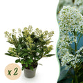 Terrasplant - Skimmia japonica Finchy - Bloem Wit - 15+ Bloemen - 2 Planten - Winterhard - Pot 15cm Hoogte 30cm