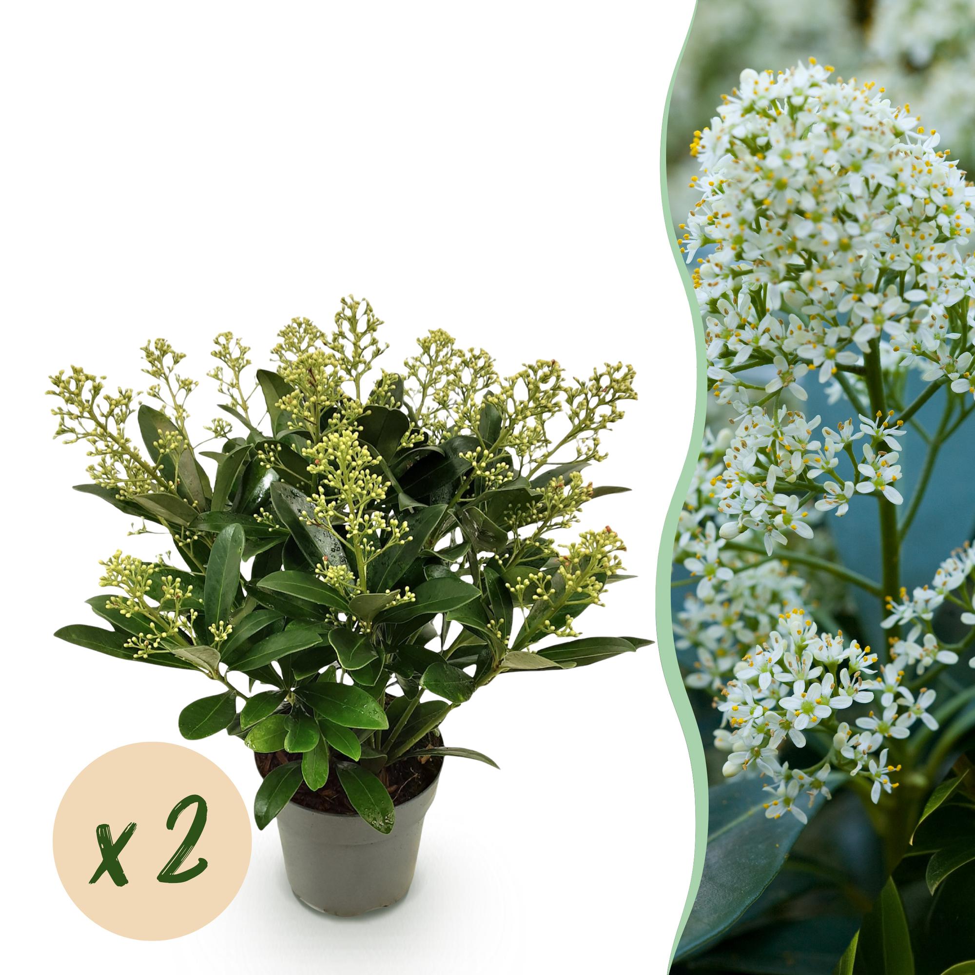 Terrasplant - Skimmia japonica Finchy - Bloem Wit - 15+ Bloemen - 2 Planten - Winterhard - Pot 15cm Hoogte 30cm