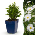 Vasteplant - Aster (D) Schneekissen - Zeeaster - Bijen en Vlinderlokkers - Wit - 3 Planten - Pot 11cm - Hoogte 15-25cm