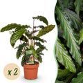 Green is... Kamerplanten - Calathea Rufibarba - Pauwen plant - Weinig onderhoud - Groen - 2 Planten - Pot 17cm - Hoogte 55-60cm