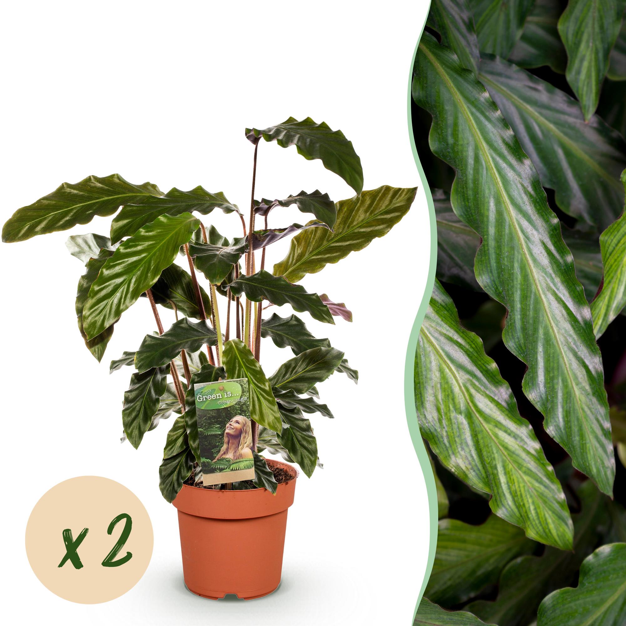 Green is... Kamerplanten - Calathea Rufibarba - Pauwen plant - Weinig onderhoud - Groen - 2 Planten - Pot 17cm - Hoogte 55-60cm