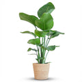 Strelitzia Nicolai met Zeegras mand naturel - 80cm - Ø21
