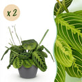Kamerplant - Maranta Fascinator Lemon Lime - Gebedsplant - Huisdiervriendelijke Plant - Groen - 2 Planten - met Potter Grijs - Pot 12cm - Hoogte 25cm