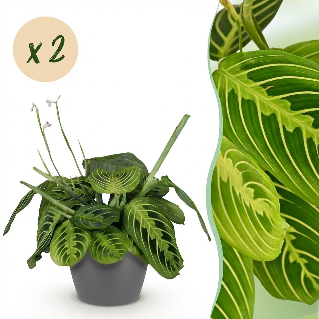 Kamerplant - Maranta Fascinator Lemon Lime - Gebedsplant - Huisdiervriendelijke Plant - Groen - 2 Planten - met Potter Grijs - Pot 12cm - Hoogte 25cm