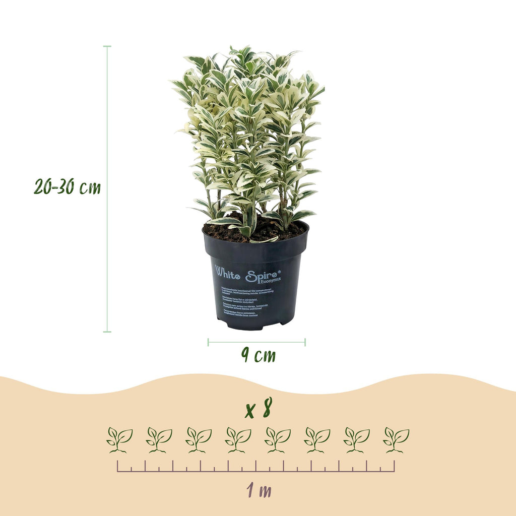 24x Euonymus japonicus White Spire - Kardinaalsmuts - Haagplanten - Groenblijvend - Wit - Groen - Pot 9cm - Hoogte 20-30cm
