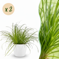 Kamerplant - Cyperus alternifolius Zumula - Kattengras - Huisdiervriendelijke Plant - Groen - 2 Planten - met Potter Wit - Pot 12cm - Hoogte 20cm