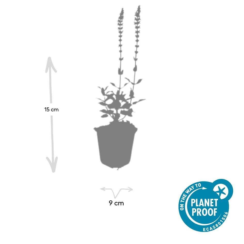 24x Salvia nem. 'Caradonna' - ↕10-25cm - Ø9cm