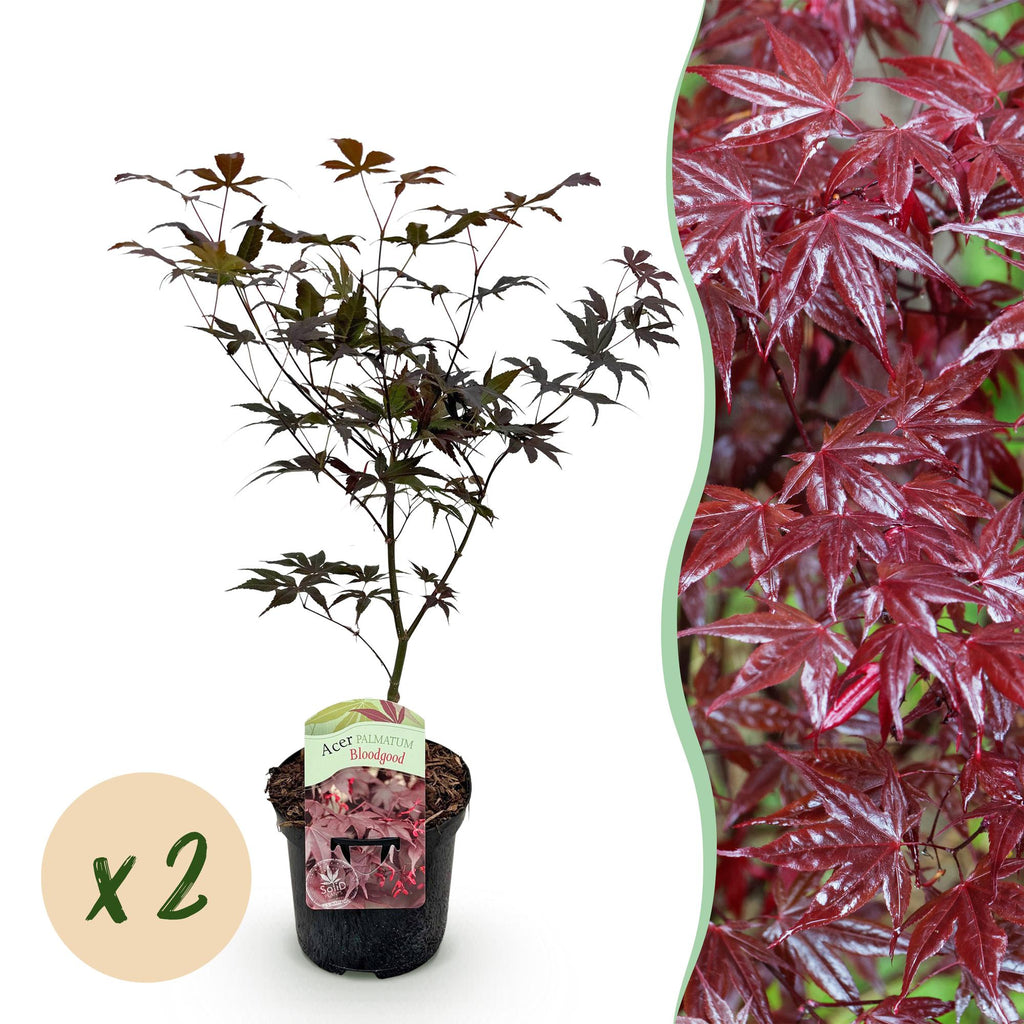 Terrasplant - Japanse Esdoorn - Acer palmatum Bloodgood - Rood - 2 Planten - Bladverliezend - Pot 19cm Hoogte 70cm