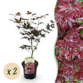 Terrasplant - Japanse Esdoorn - Acer palmatum Bloodgood - Rood - 2 Planten - Bladverliezend - Pot 19cm Hoogte 70cm