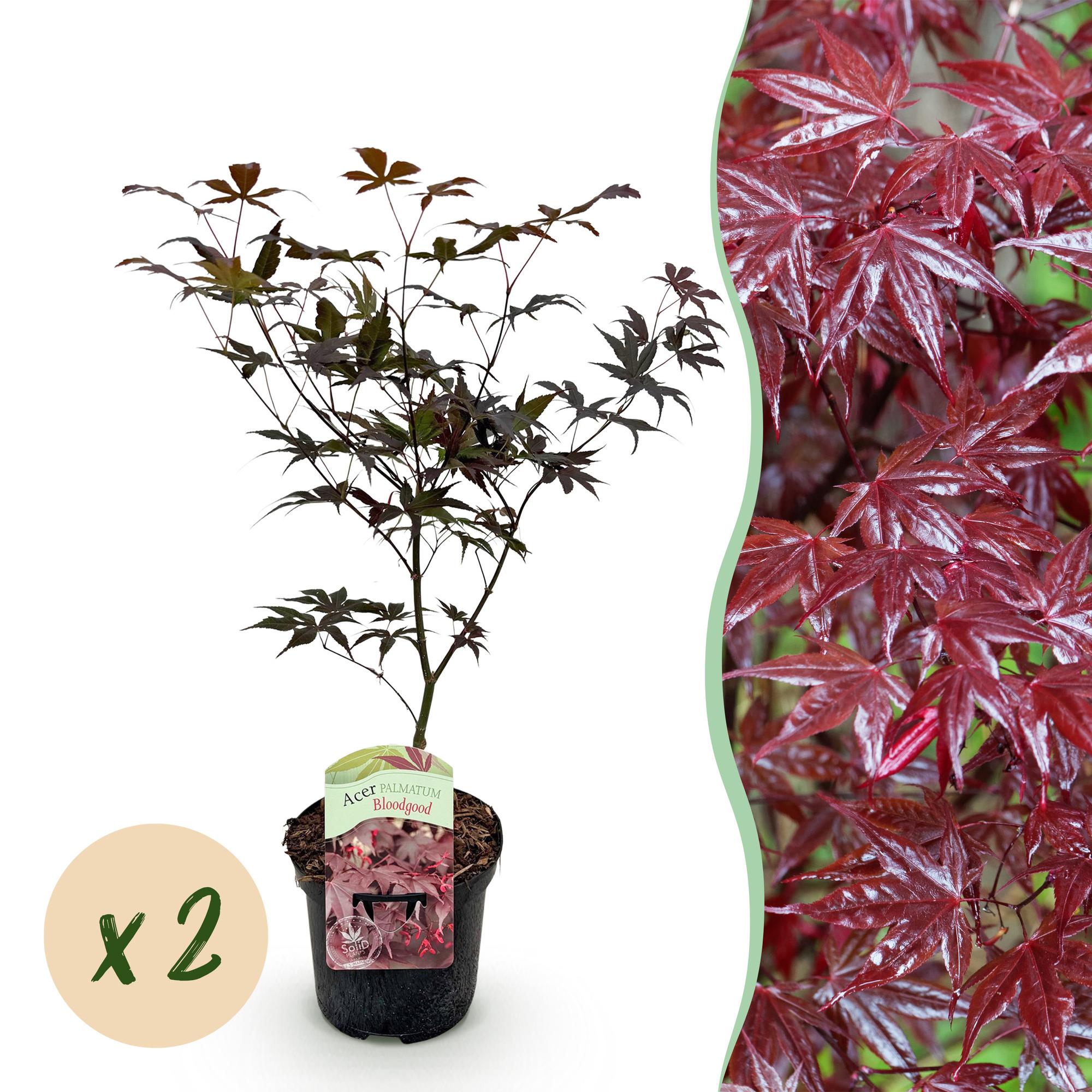 Terrasplant - Japanse Esdoorn - Acer palmatum Bloodgood - Rood - 2 Planten - Bladverliezend - Pot 19cm Hoogte 70cm