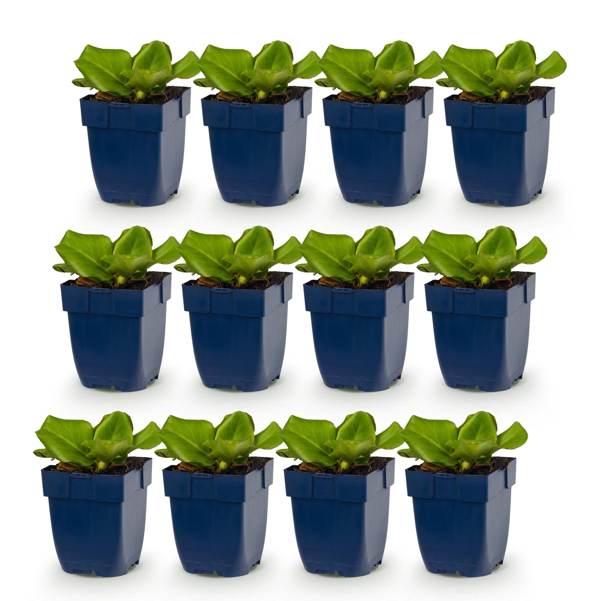 Vasteplant - Bergenia cordifolia - Schoenlappersplant - Schaduw - Roze - 12 Planten - Pot 11cm - Hoogte 15-25cm