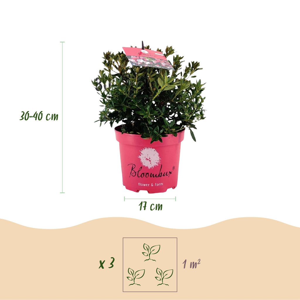 Dwerg Rhododendron - Rhododendron Bloombux Magenta - Bloeiende Buxus - Weinig Onderhoud - Roze Bloem - 2 Planten - Pot 17cm - Hoogte 30-40cm