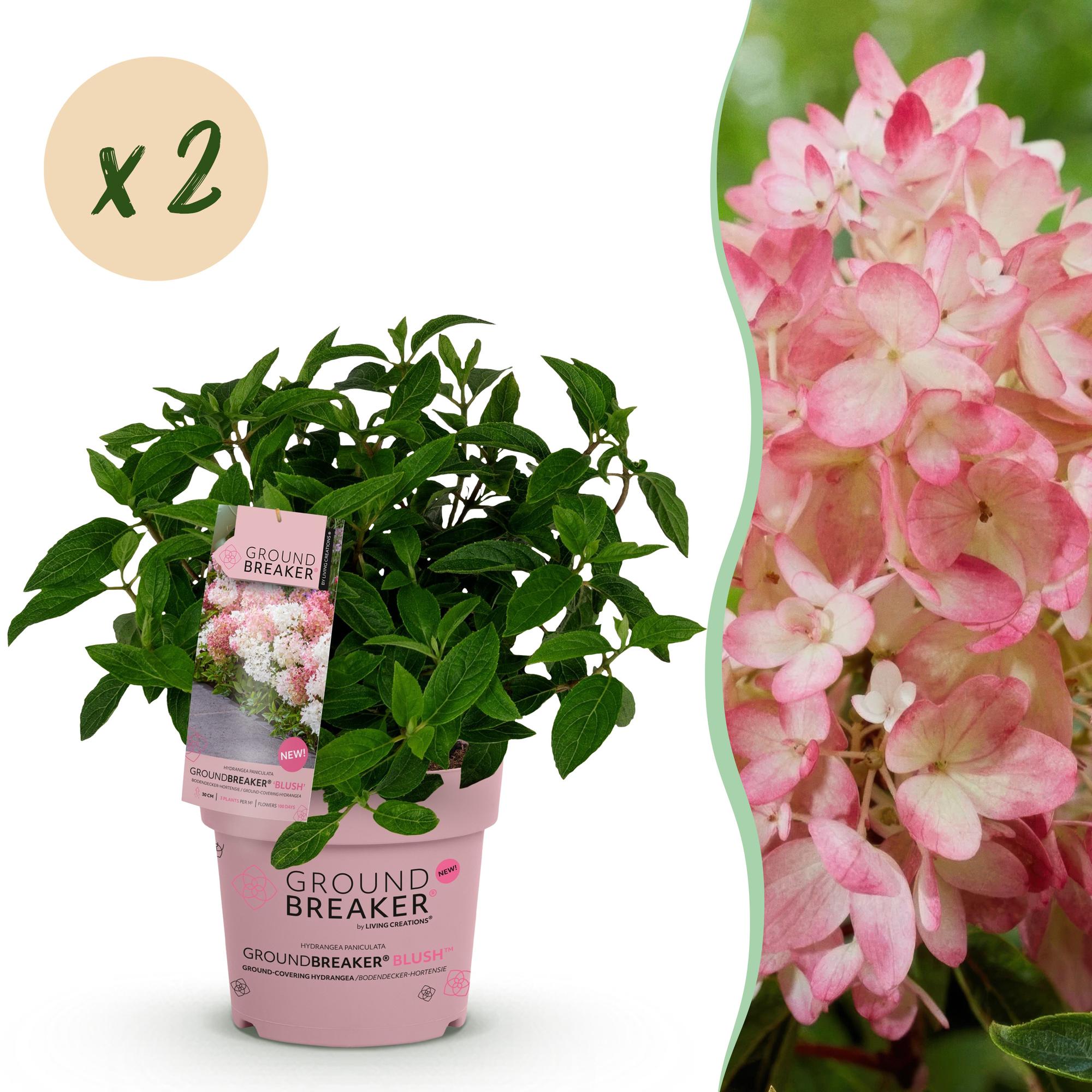 Tuinplant - Hydrangea panniculata Groundbreaker Blush - Pluimhortensia - Winterhard - Roze - 2 Planten - Pot 14cm - Hoogte 20-25cm