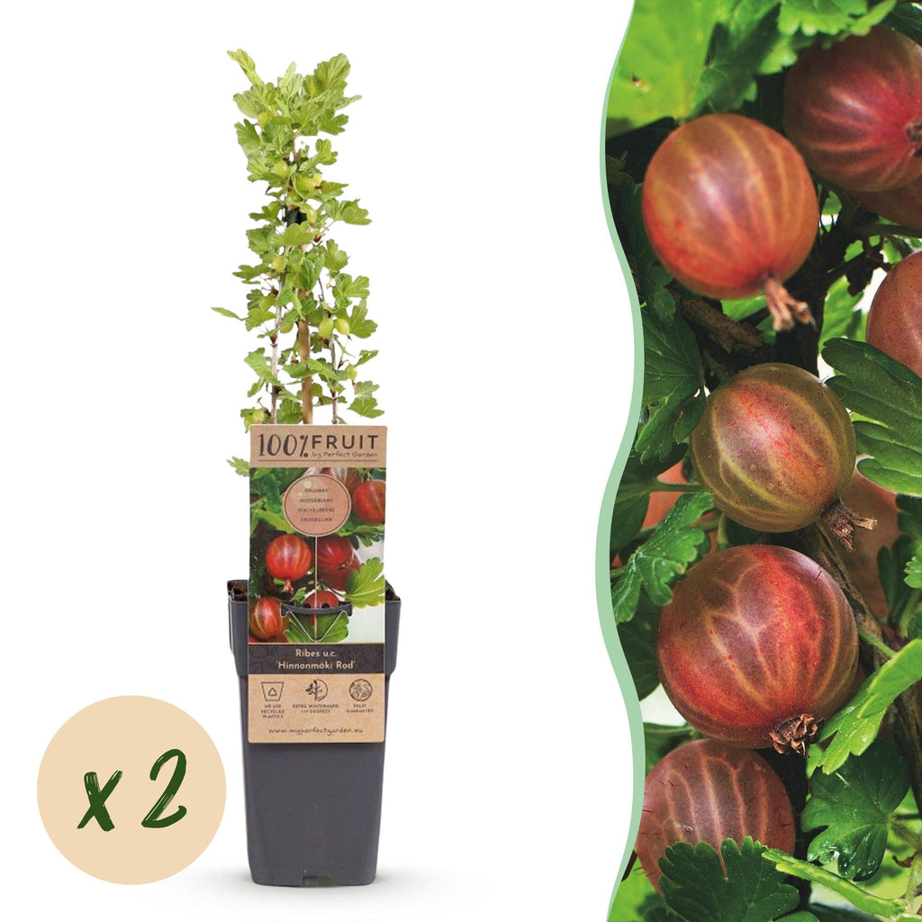 Fruitplant - Ribes uva-crispa Hinnonmäki Röd - Kruisbes - Winterhard - Rode Bes - 2 Planten - Pot 15cm - Hoogte 50cm