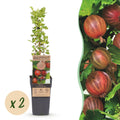Fruitplant - Ribes uva-crispa Hinnonmäki Röd - Kruisbes - Winterhard - Rode Bes - 2 Planten - Pot 15cm - Hoogte 50cm
