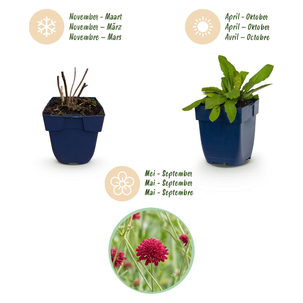 Vasteplant - Knautia macedonica - Beemdkroon - Bijen- en vlinderlokkers - Donker Rood - 12 Planten - Pot 11cm - Hoogte 15-25cm