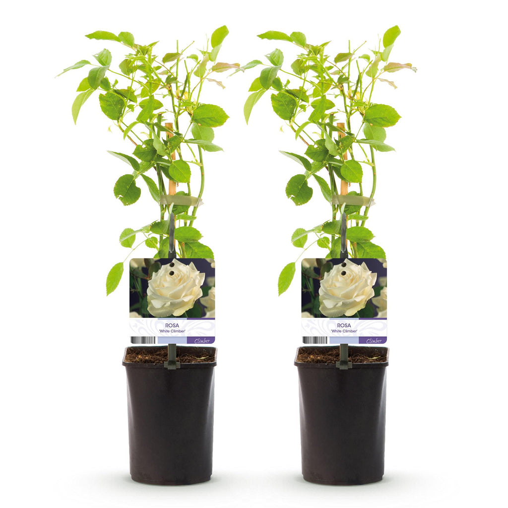 Klimroos - Rosa White Climber - Bloem Wit - Weinig onderhoud - 2 planten - Pot 11cm Hoogte 40cm