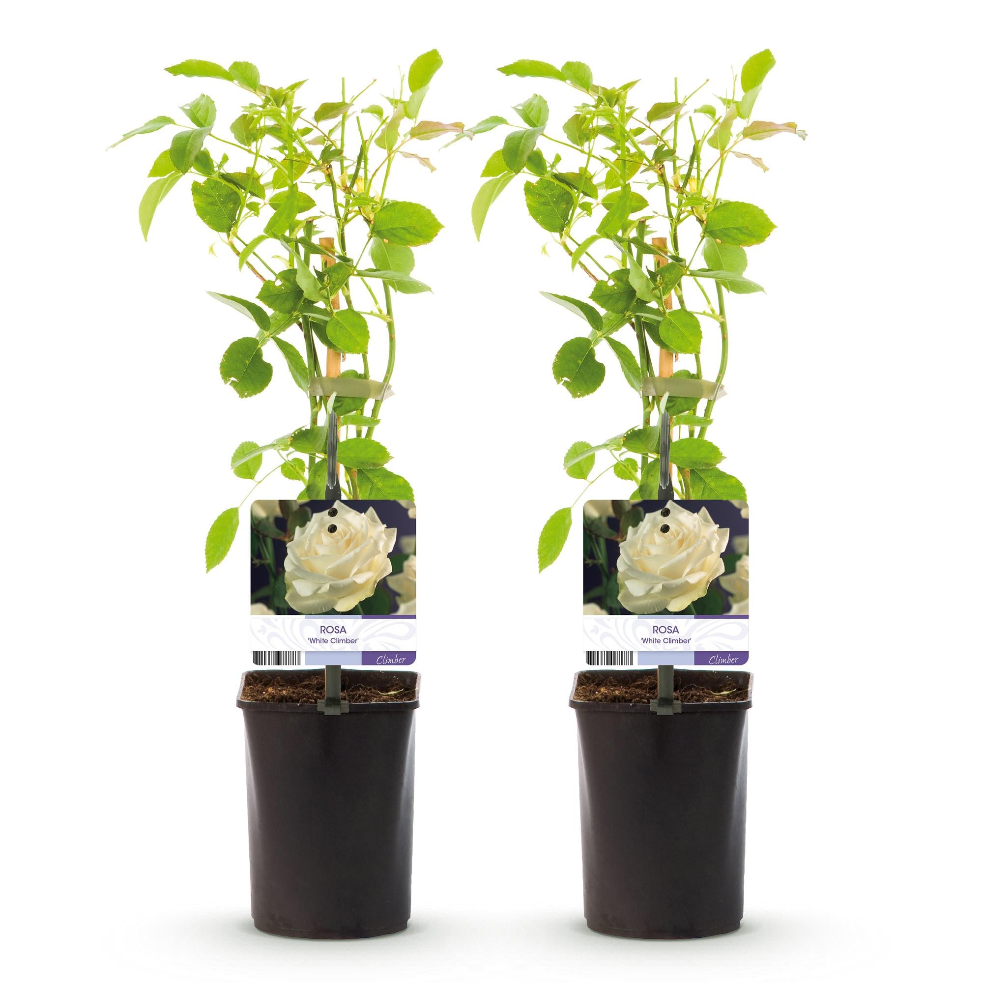 Klimroos - Rosa White Climber - Bloem Wit - Weinig onderhoud - 2 planten - Pot 11cm Hoogte 40cm
