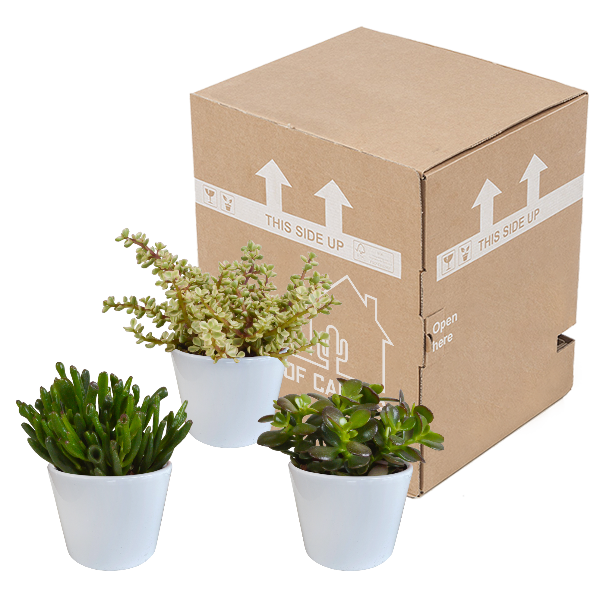 Crassula mix 10,5 cm - 3x - in witte pot