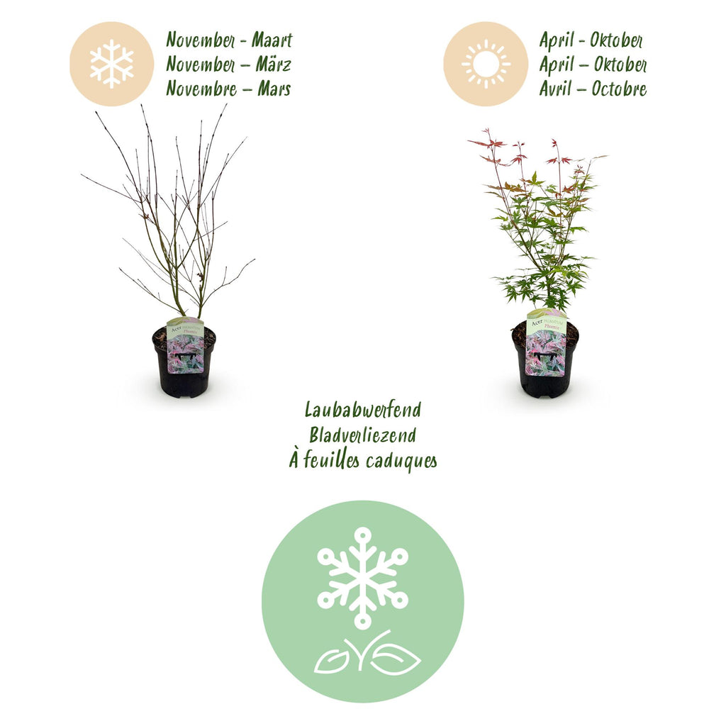 Terrasplant - Japanse Esdoorn - Acer palmatum Phoenix - Roze - 1 Plant - Bladverliezend - Pot 19cm Hoogte 70cm