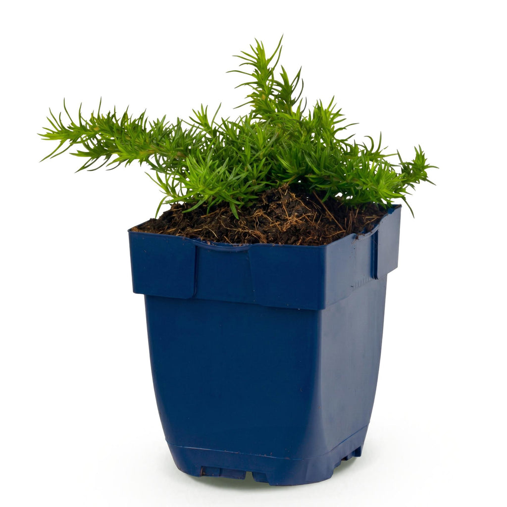 Vasteplant - Phlox Maischnee - Vlambloem - Bodembedekkend - Wit - 1 Plant - Pot 11cm - Hoogte 15-25cm