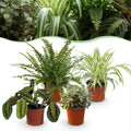 Kamerplant - Chlorophytum - Maranta - Calissia - Nephrolepsis - Mix van 4 - Huisdiervriendelijke Planten - Groen - 4 Planten - Pot 12cm - Hoogte 25cm