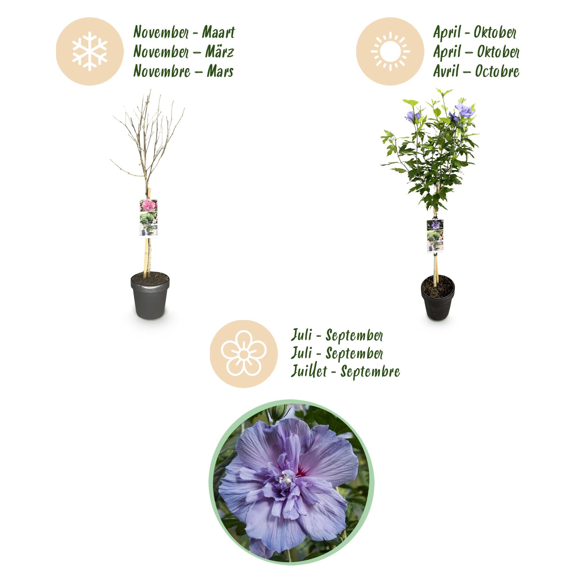 Tuinplant - Hibiscus syriacus Blue Chiffon® - Plant op stam - Terras Plant - Bladverliezend - Weinig Onderhoud - Pot 19cm Hoogte 90cm
