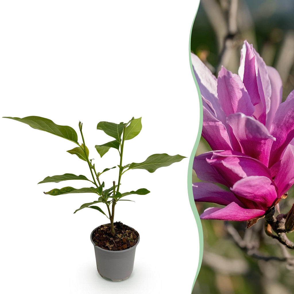 Tuinplant - Magnolia liliiflora Nigra - Bloem Paars - 1 Plant - Bladverliezend - Weinig Onderhoud - Pot 12cm Hoogte 30cm