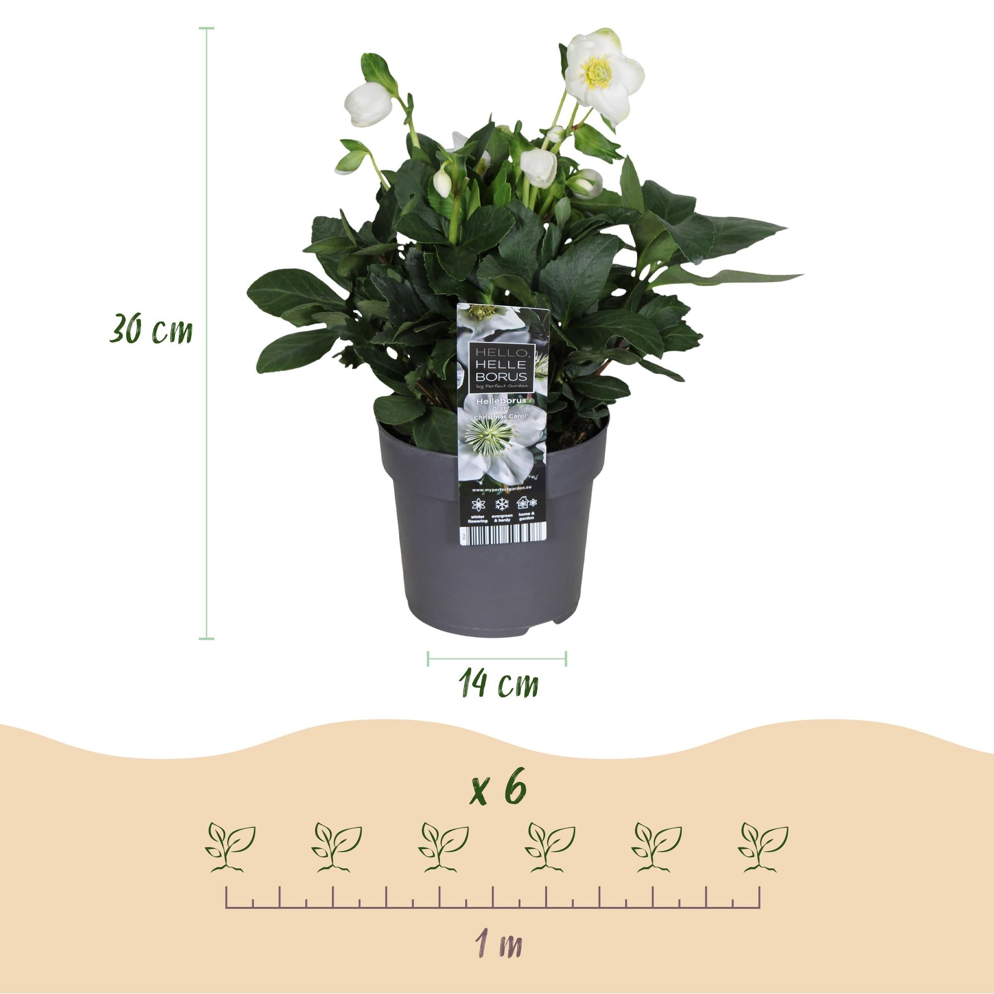 Tuinplant - Kerstroos - Helleborus Christmas Carol  - Witte Bloem -2 Planten - Groenblijvend - Pot 14cm Hoogte 30cm