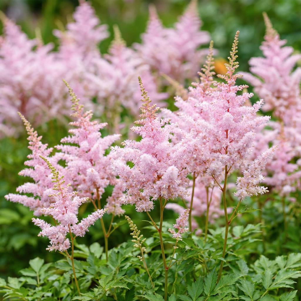 Vasteplant - Astilbe (J) Europa - Pluimspirea - Schaduw - Roze - 3 Planten - Pot 11cm - Hoogte 15-25cm