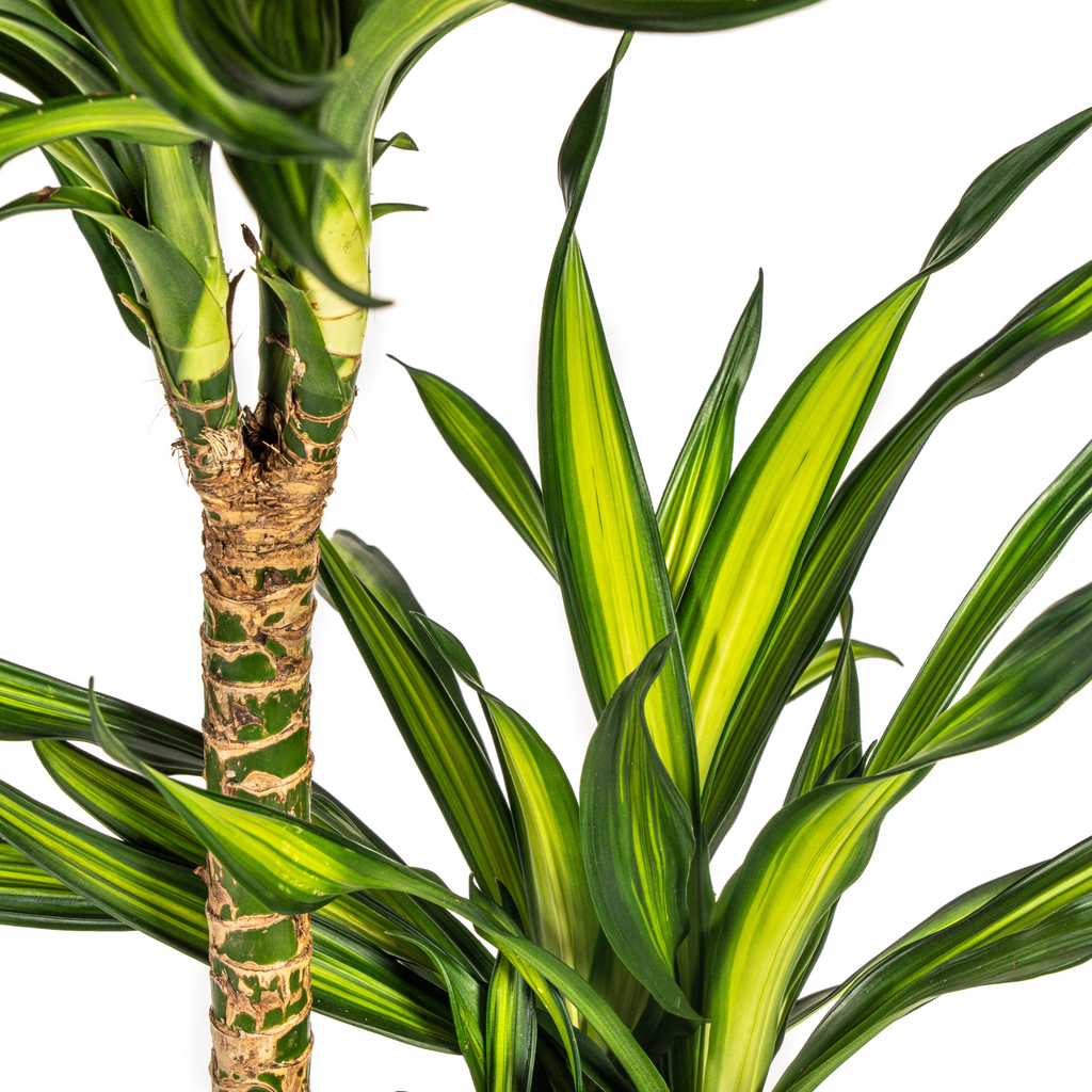 Dracaena Deremensis Rikki met mand Ø24cm - ↕130 - 150cm