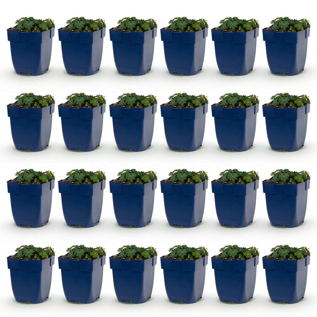Vasteplant - Geranium sang. Max Frei - Ooievaarsbek - Bodembedekkend - Roze - 24 Planten - Pot 11cm - Hoogte 15-25cm
