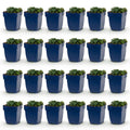 Vasteplant - Geranium sang. Max Frei - Ooievaarsbek - Bodembedekkend - Roze - 24 Planten - Pot 11cm - Hoogte 15-25cm